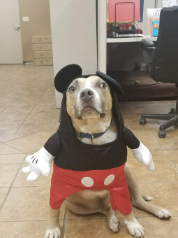 Mickey Mouse stops by the office!