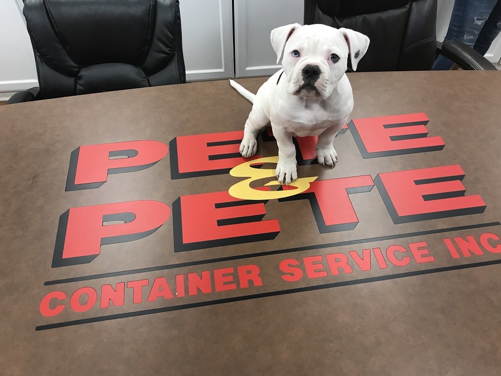 White bulldog sitting on top of table with Pete & Pete Container Service logo