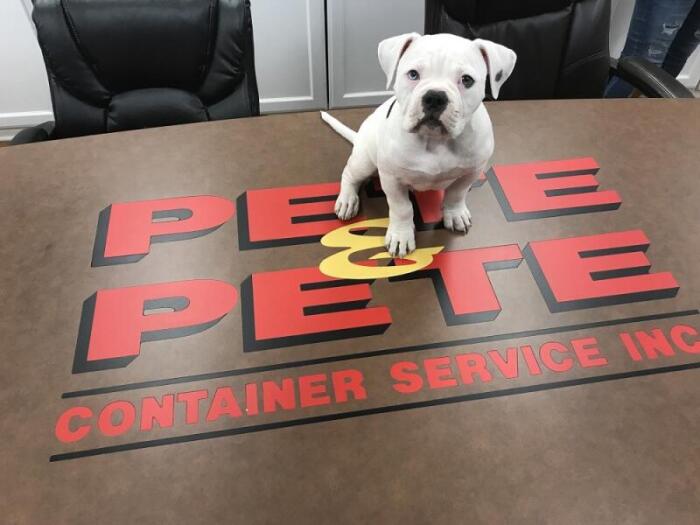 Bulldog puppy sitting on top of Pete & Pete's office table